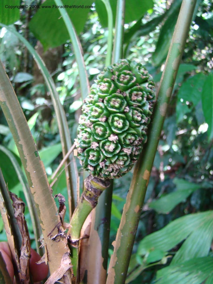 Asplundia utilis (Oerst.) Harling