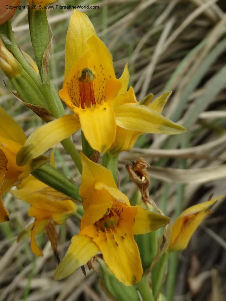 Chloraea Lindl.