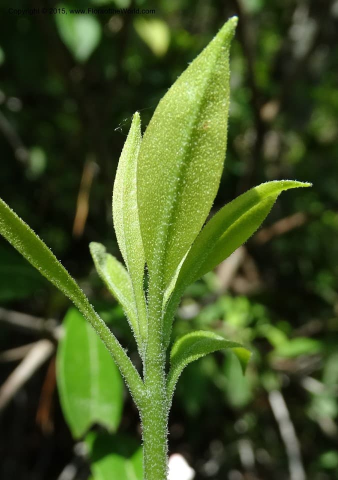 Kalmia latifolia L.