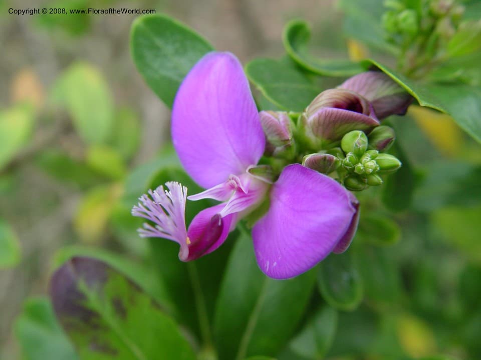 Polygalaceae Polygala myrtifolia L.