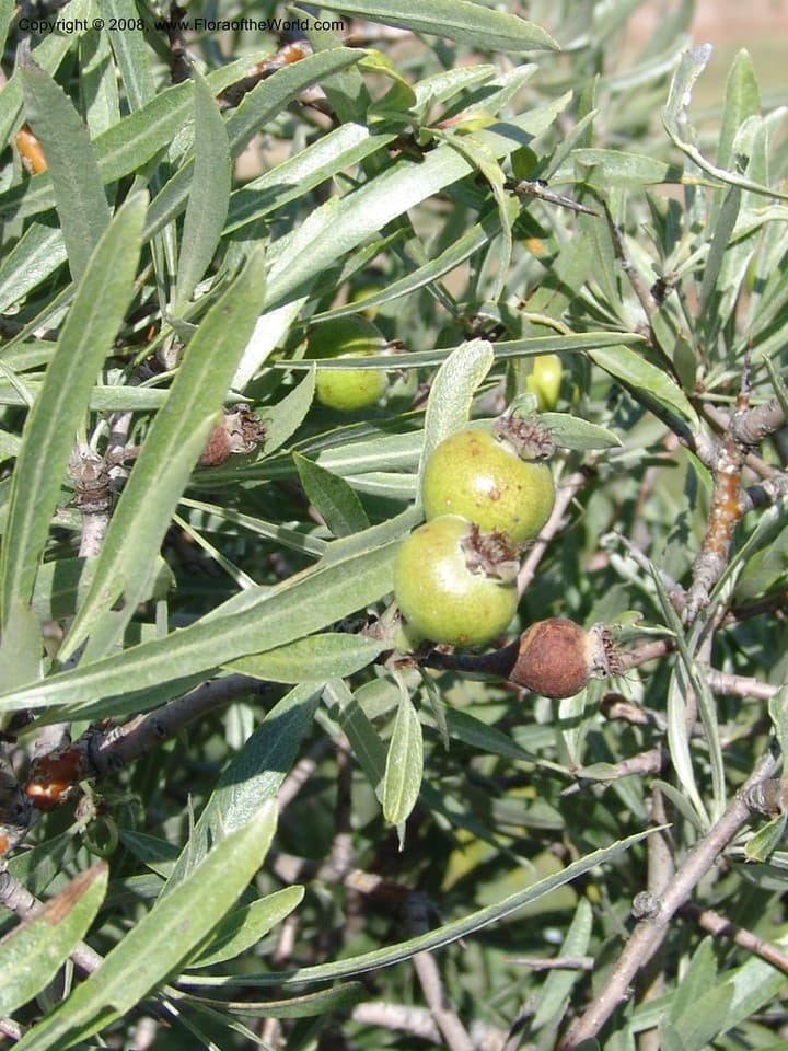 Pyrus demetrii Kuth.