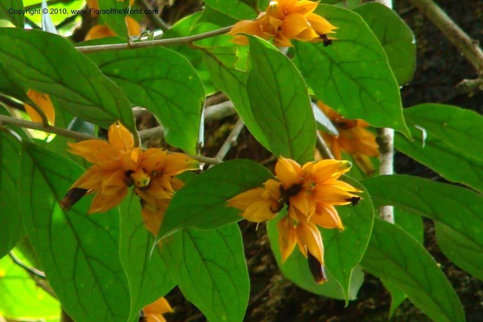Hawkesiophyton ochraceum (Cuatrec.) A.Orejuela & C.I.Orozco