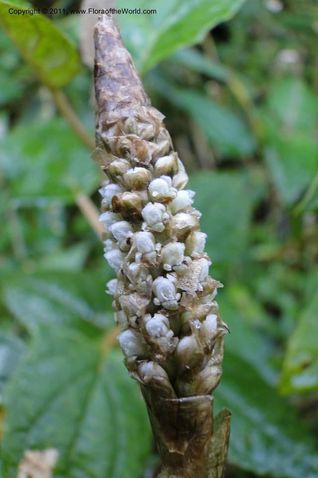 Aa paleacea (Kunth) Rchb.f.