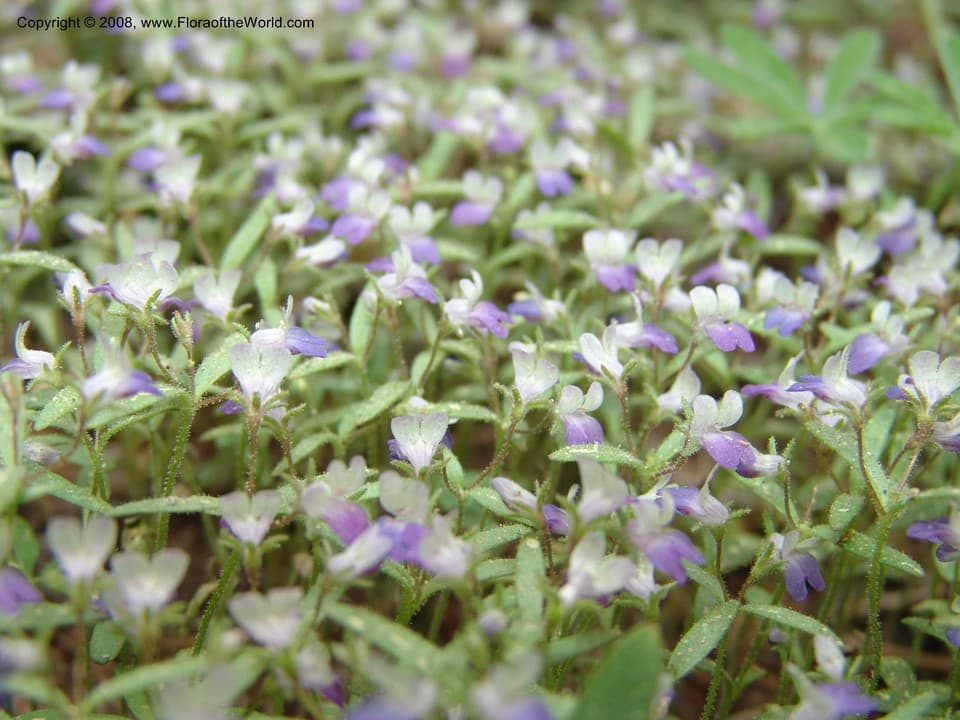 Collinsia linearis A.Gray