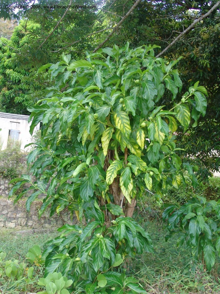 Rubiaceae Morinda citrifolia L.