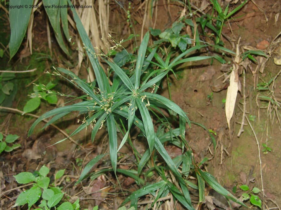 Cyperaceae Cyperus albostriatus Schrad.