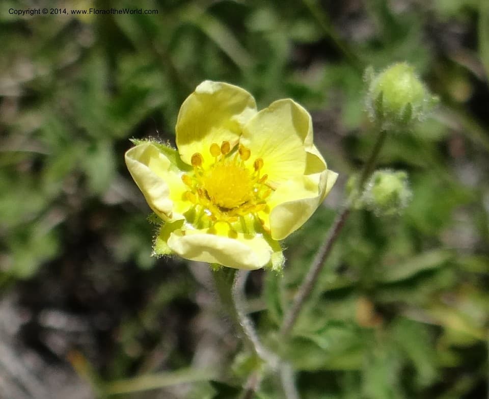 Drymocallis glabrata Rydb.