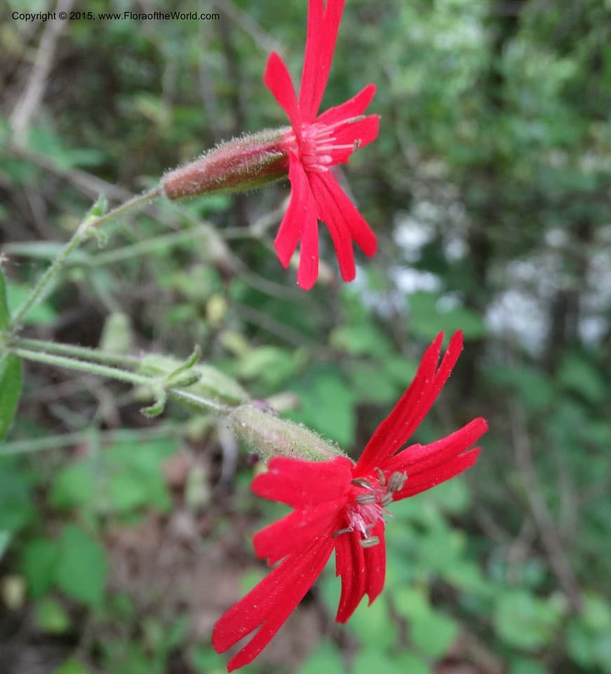 Silene virginica L.