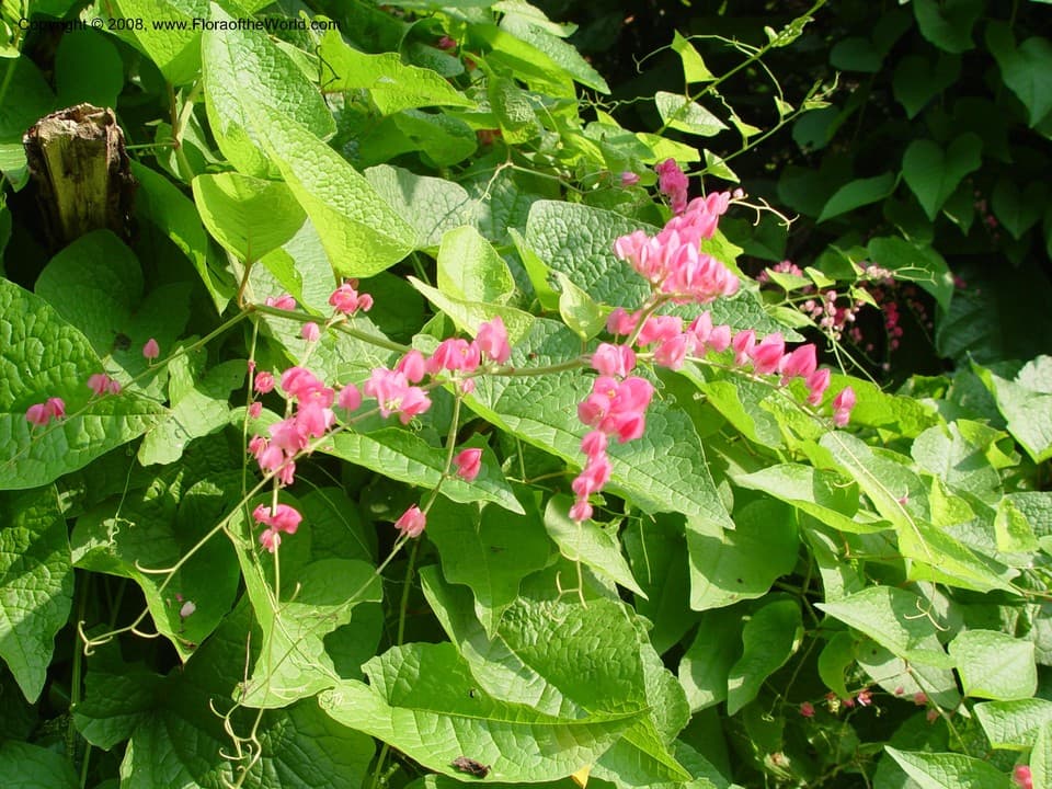 Antigonon leptopus Hook. & Arn.