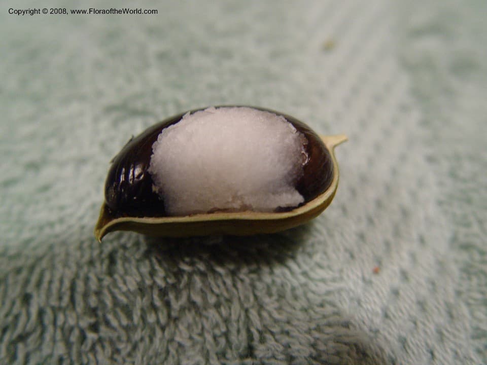Zingiberaceae Aframomum flavum Lock