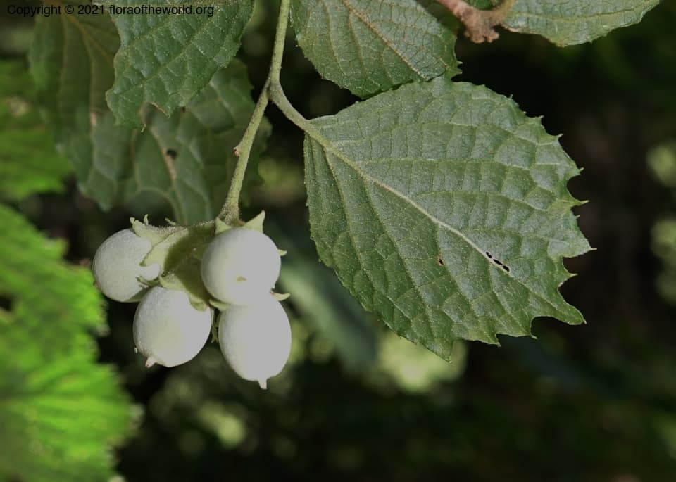 Styracaceae Styrax shiraianus Makino
