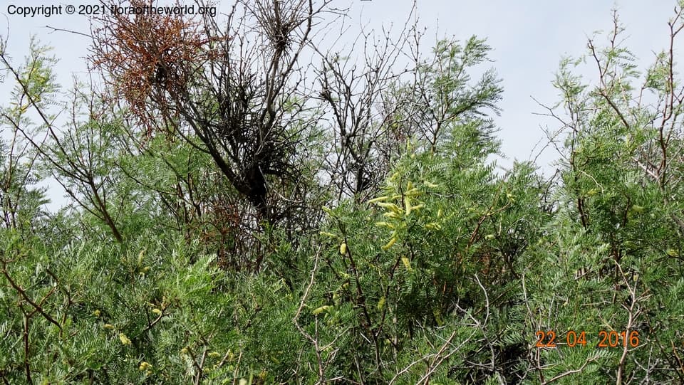 Phoradendron californicum Nutt.