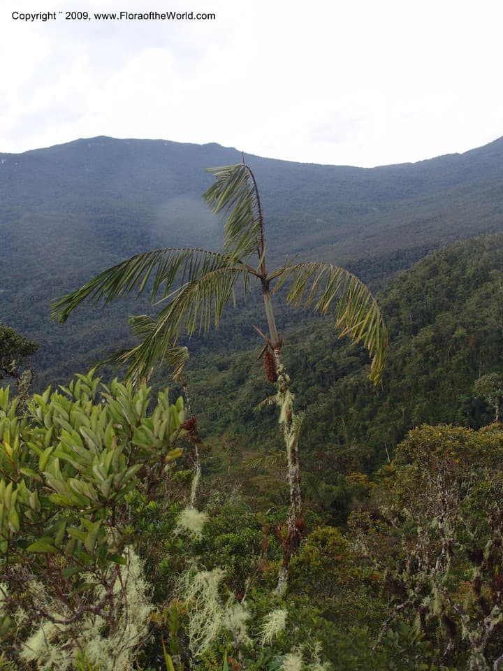 Arecaceae Wettinia