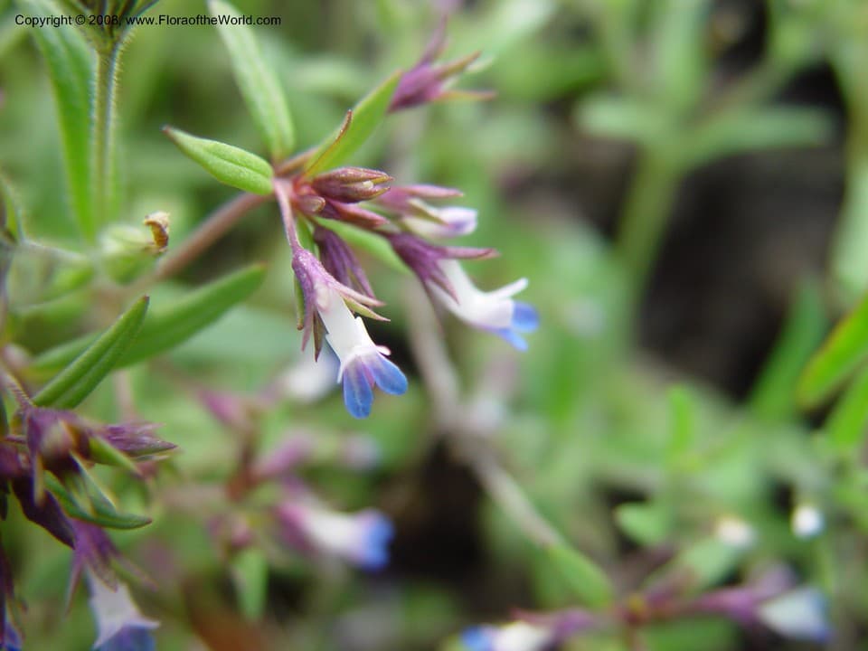 Collinsia parviflora Douglas ex Lindl.