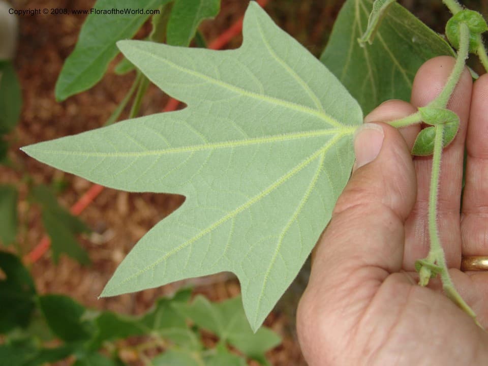 Platanus racemosa Nutt. ex Audubon