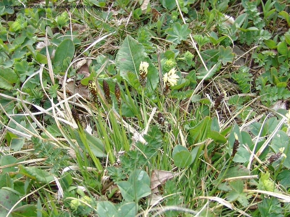 Cyperaceae Carex medwedewii Leskov