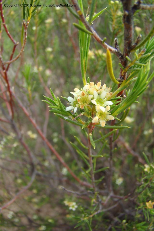 Diosma L.