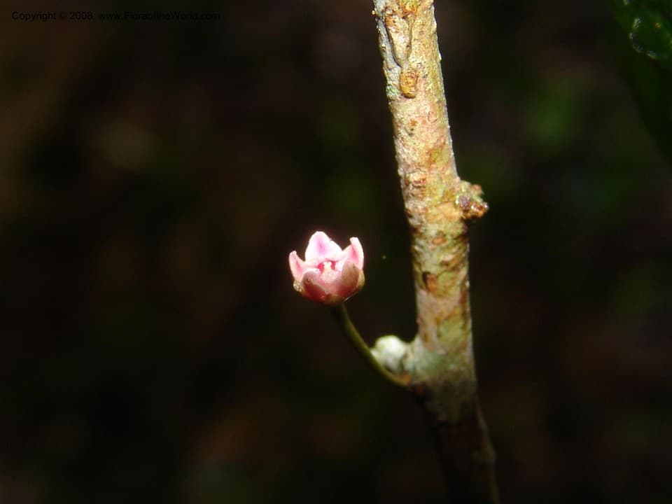 Sapotaceae Sarcaulus brasiliensis (A. DC.) Eyma