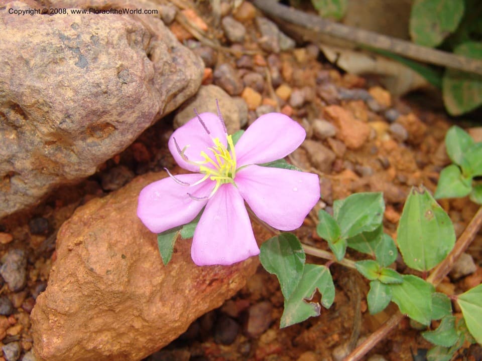 Melastomataceae Guyonia ciliata Hook. f.