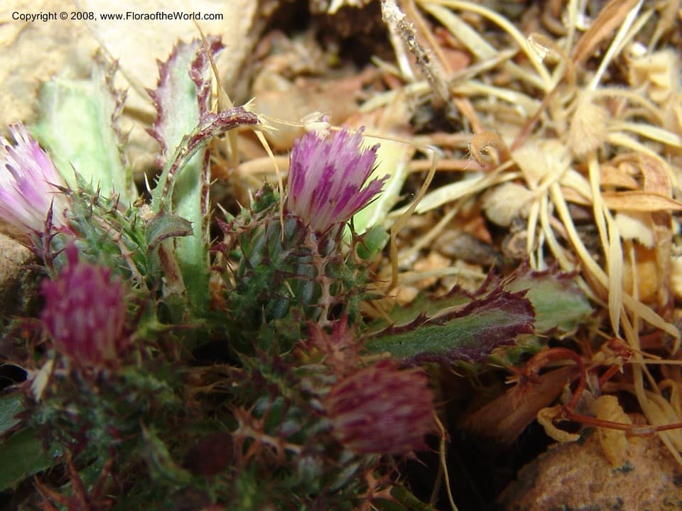 Asteraceae Atractylis cancellata L.