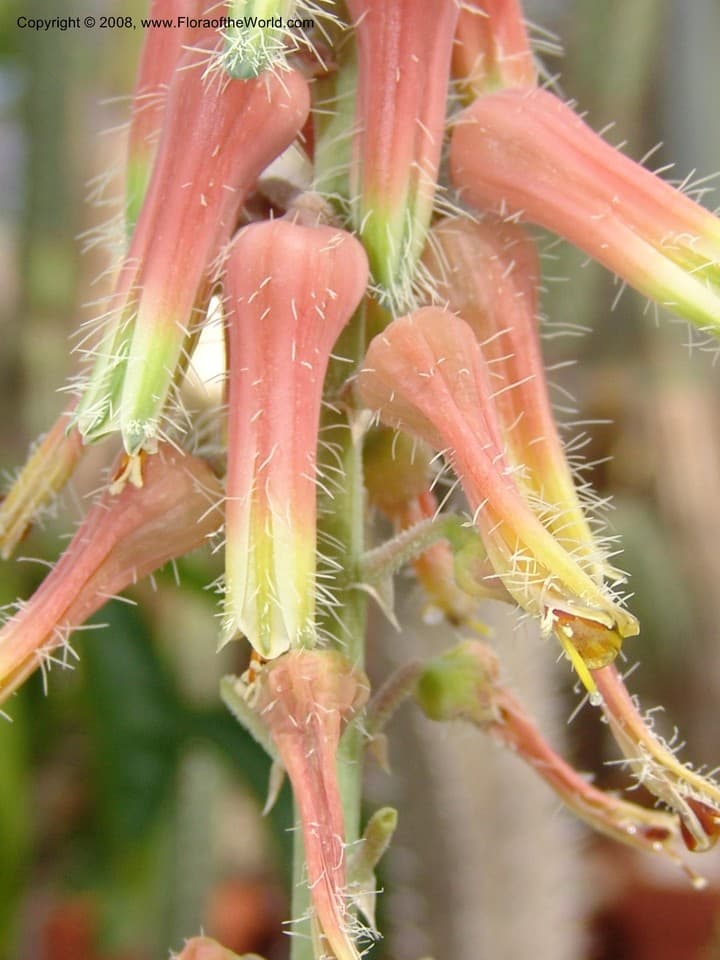 Xanthorrhoeaceae Aloe splendens Lavranos