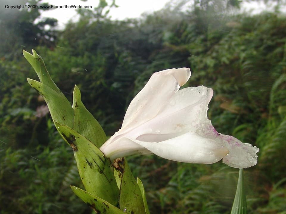 Sobralia Ruiz & Pav.