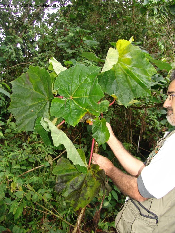 Wercklea ferox (Hook.fil.) Fryxell