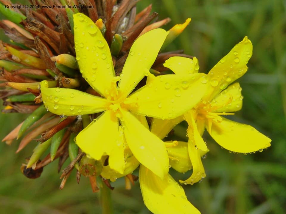 Bobartia gracilis Baker