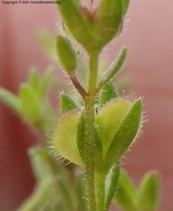 Veronica arvensis L.