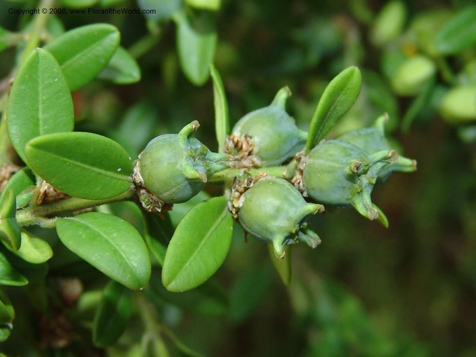 Buxaceae Buxus microphylla Siebold & Zucc.