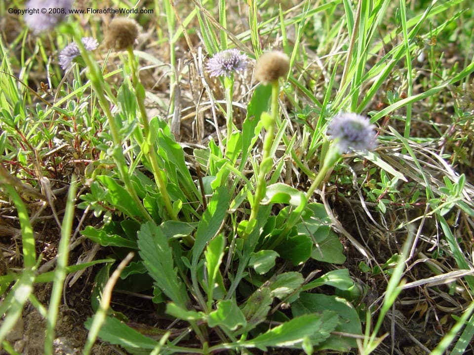 Plantaginaceae Globularia punctata Lapeyr.