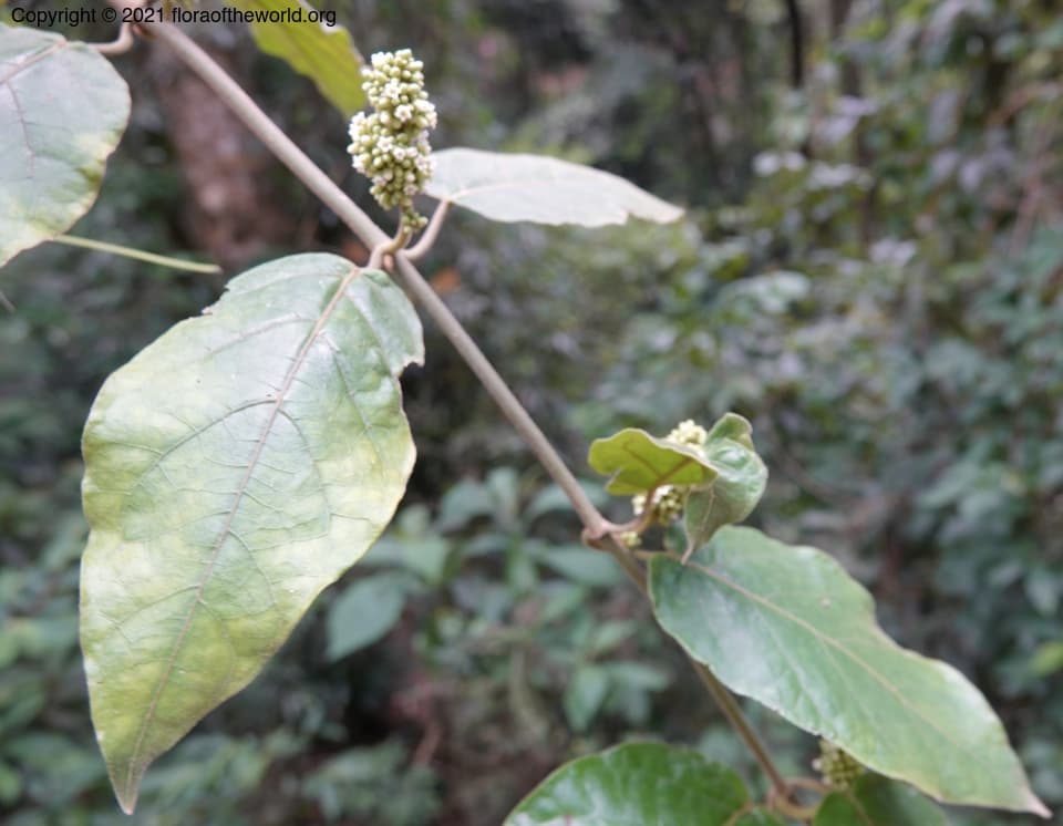 Marsdenia tinctoria R.Br.