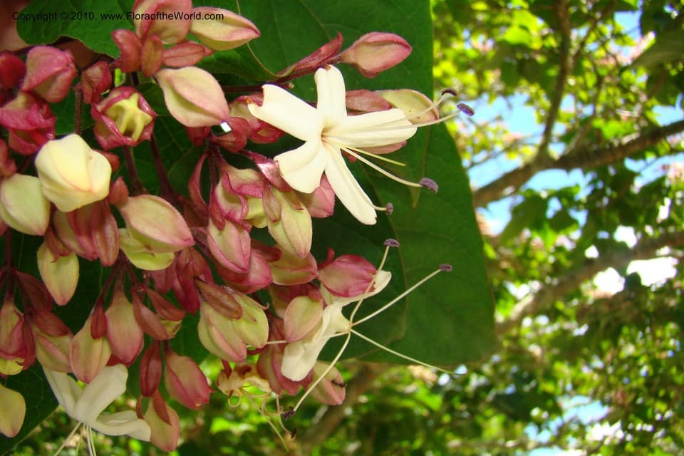Clerodendrum trichotomum Thunb.