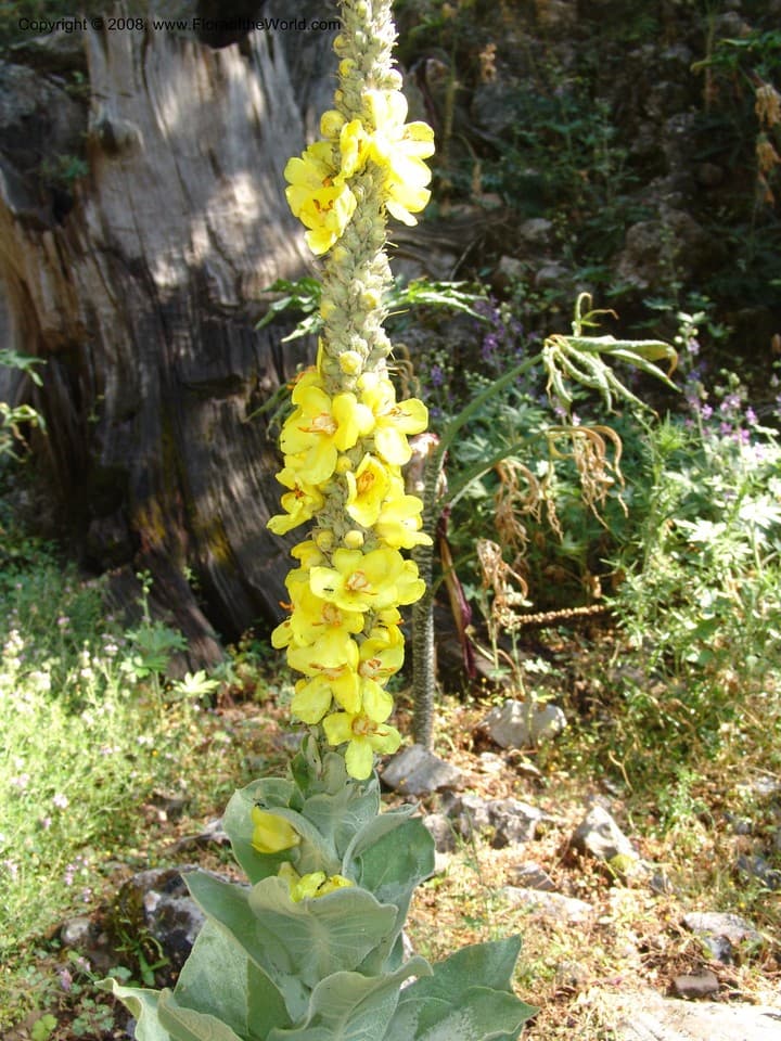 Scrophulariaceae Verbascum macrurum Ten.