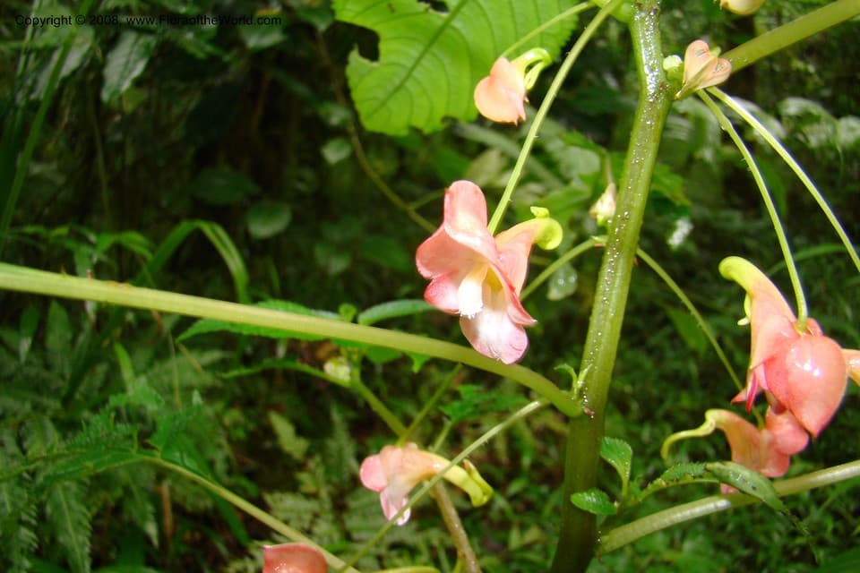 Impatiens austrotanzanica Grey-Wilson