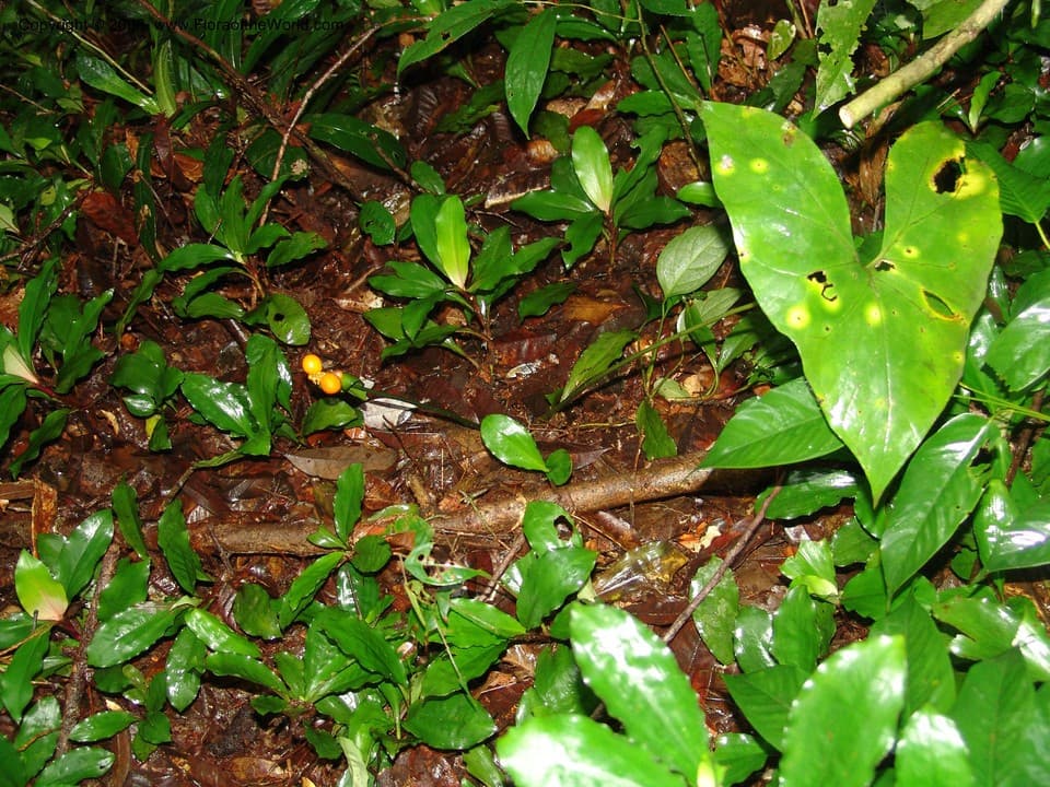 Araceae Nephthytis afzelii Schott