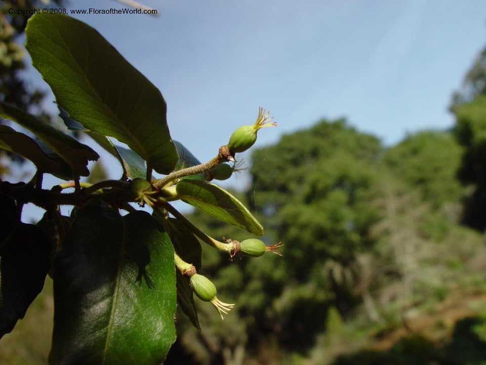 Eucryphia cordifolia Cav.
