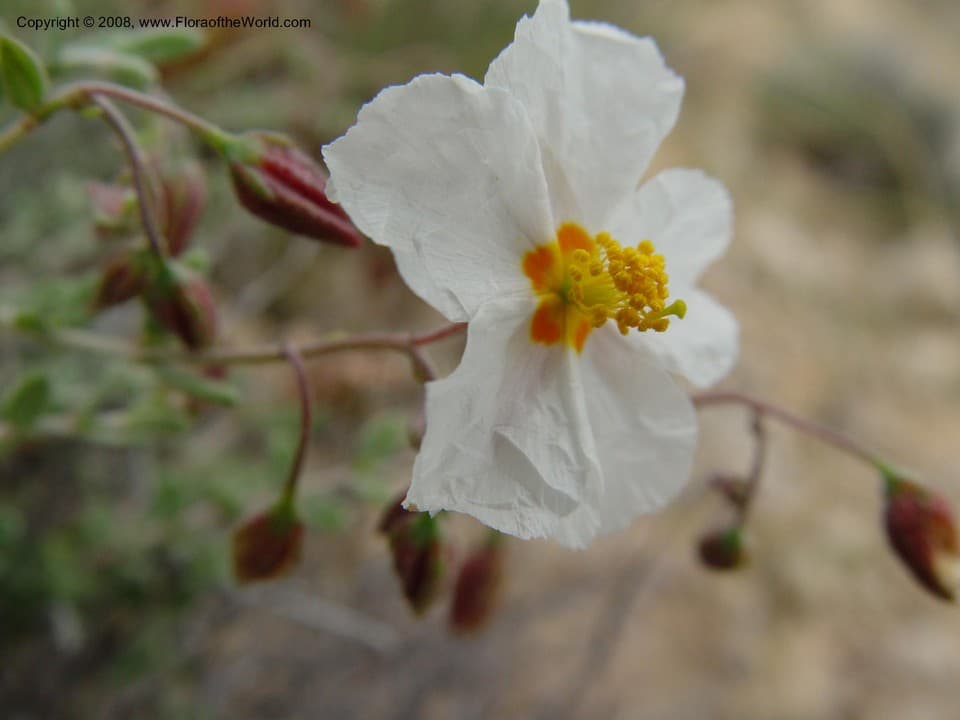 Helianthemum violaceum (Cav.) Pers.