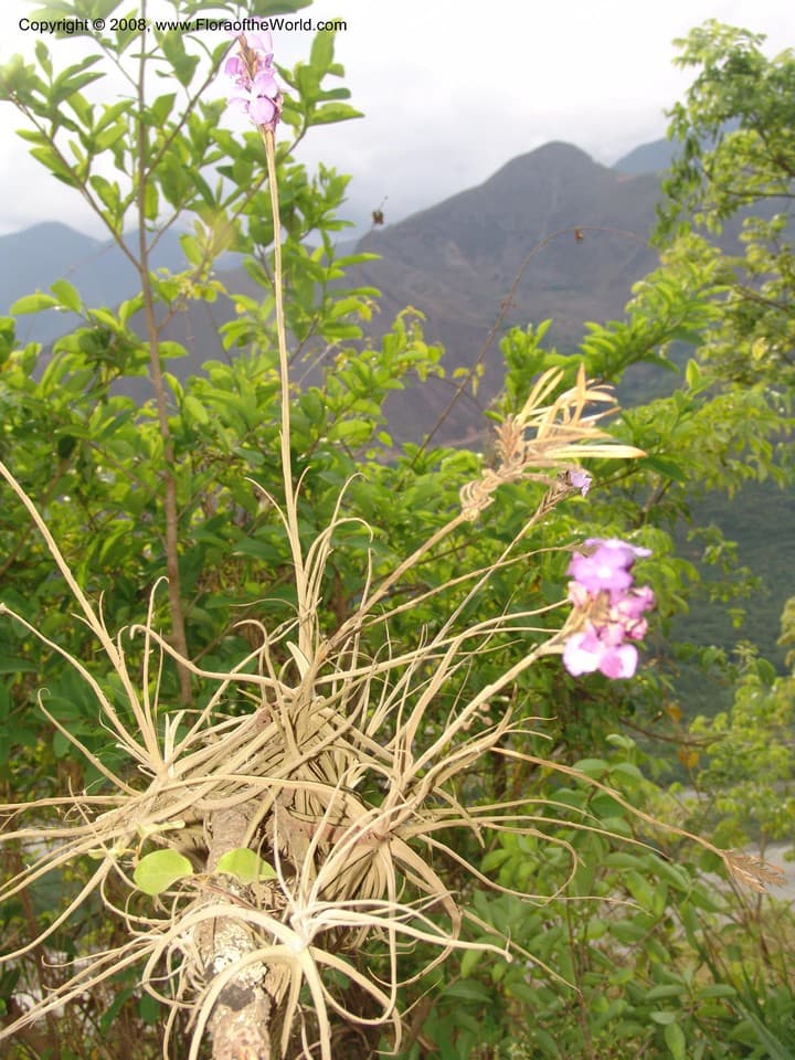 Tillandsia streptocarpa Baker