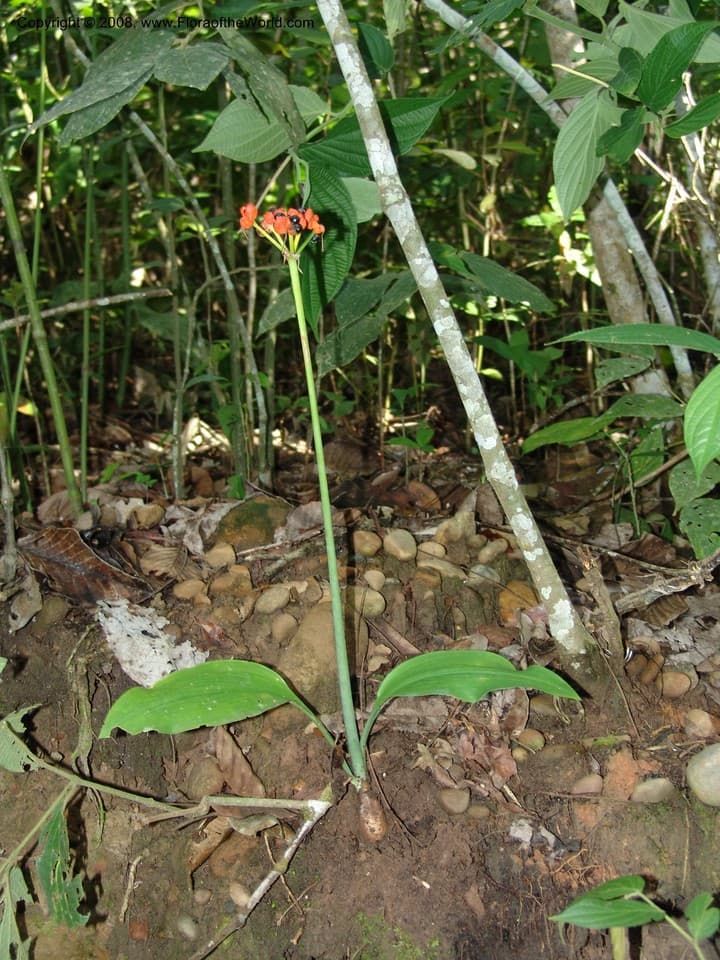 Amaryllidaceae Eucharis ulei Kraenzl.