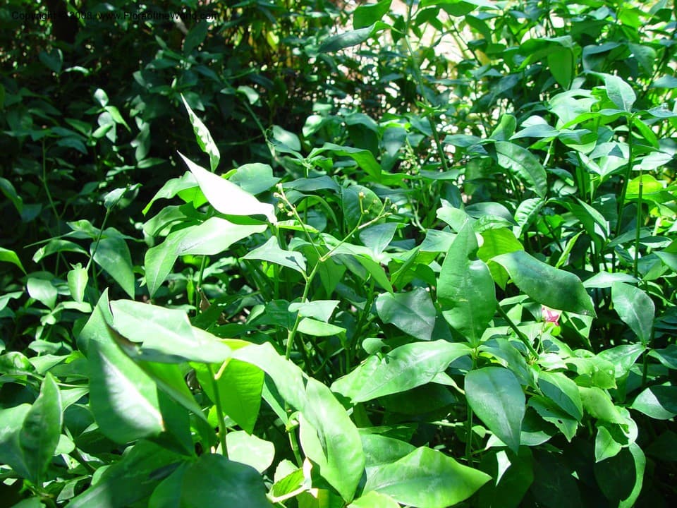 Euphorbiaceae Euphorbia lancifolia Schltdl.