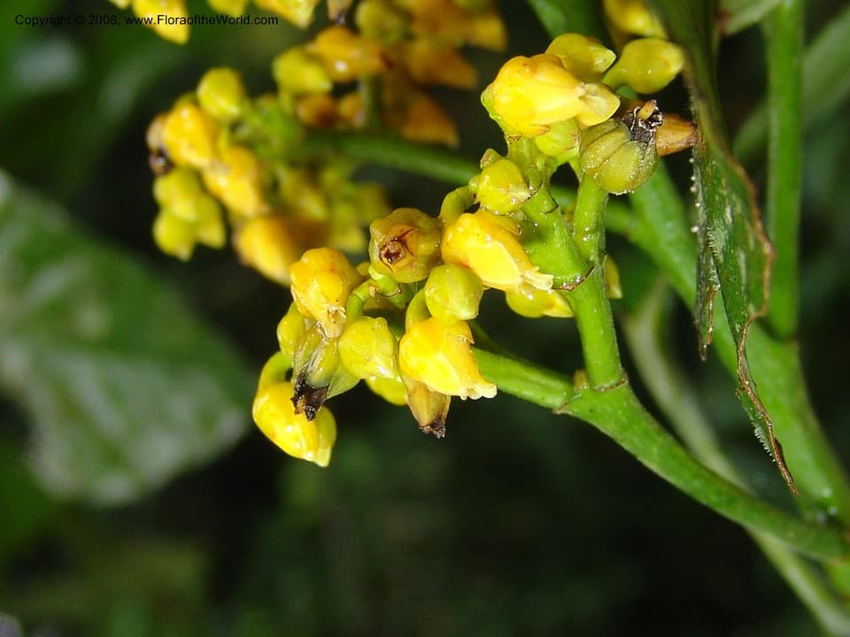 Violaceae Rinorea oblongifolia (C.H. Wright) Marquand ex Chipp