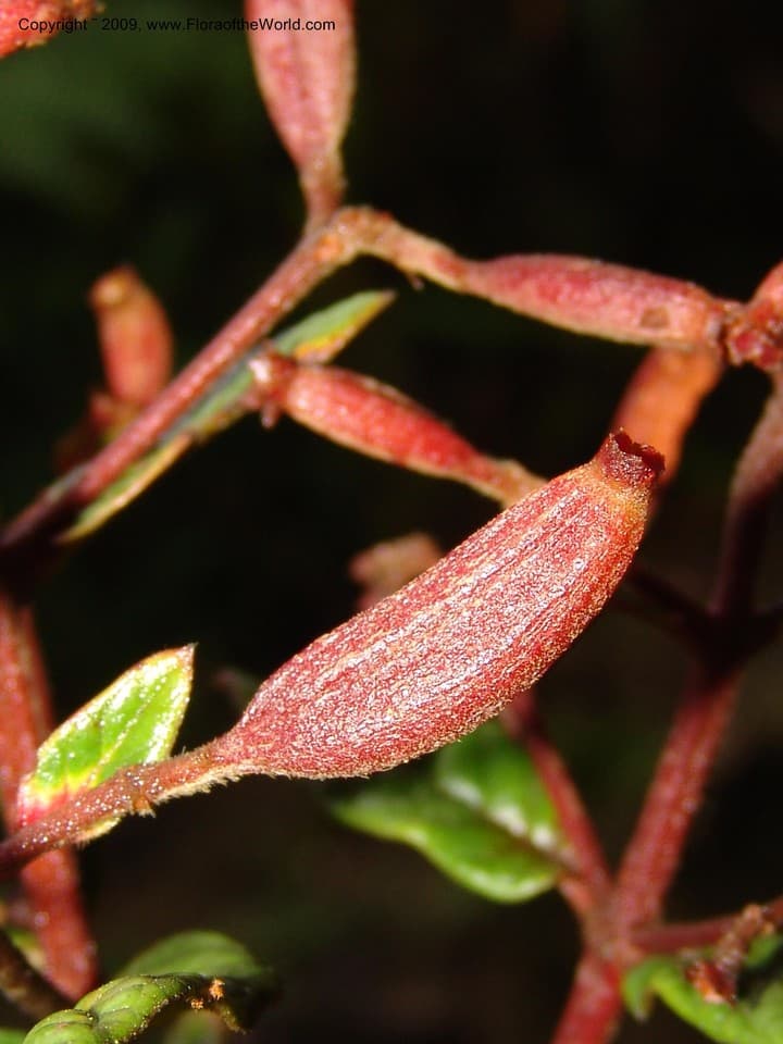Cinchona mutisii Lamb.