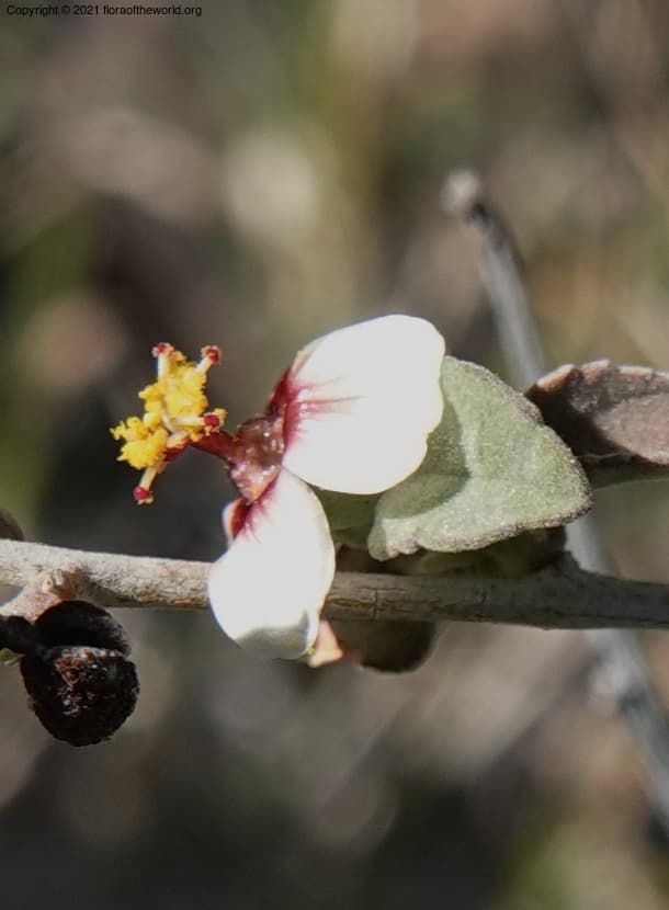 Malvaceae Abutilon incanum (Link) Sweet