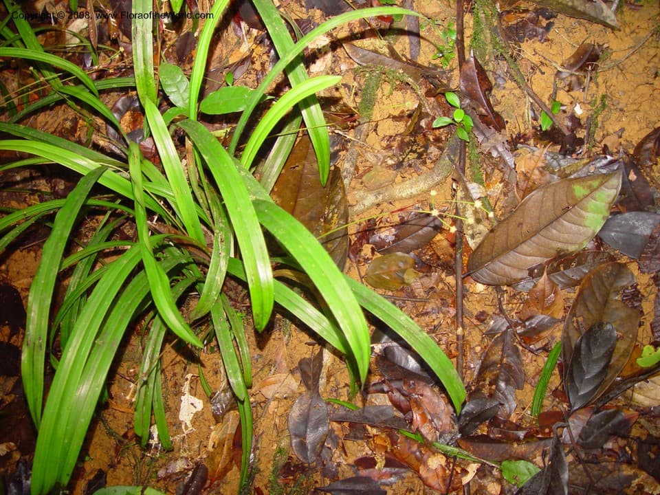 Bisboeckelera microcephala (Boeckeler) T.Koyama