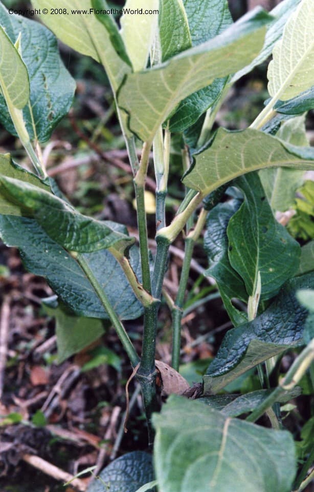 Piper lapathifolium (Kunth) Steud.