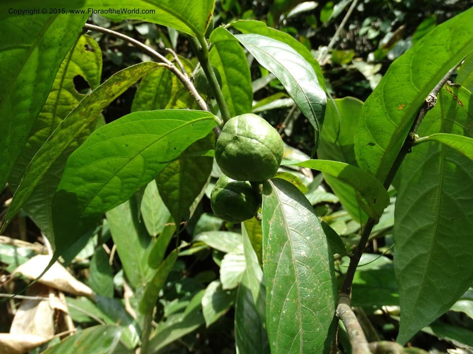 Malvaceae Leptonychia echinocarpa K. Schum.