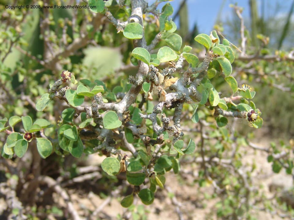 Euphorbia misera Benth.