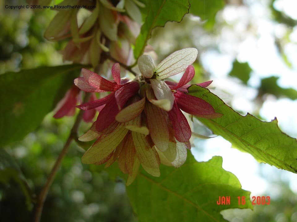 Polygonaceae Ruprechtia coriacea (H. Karst.) S.F. Blake