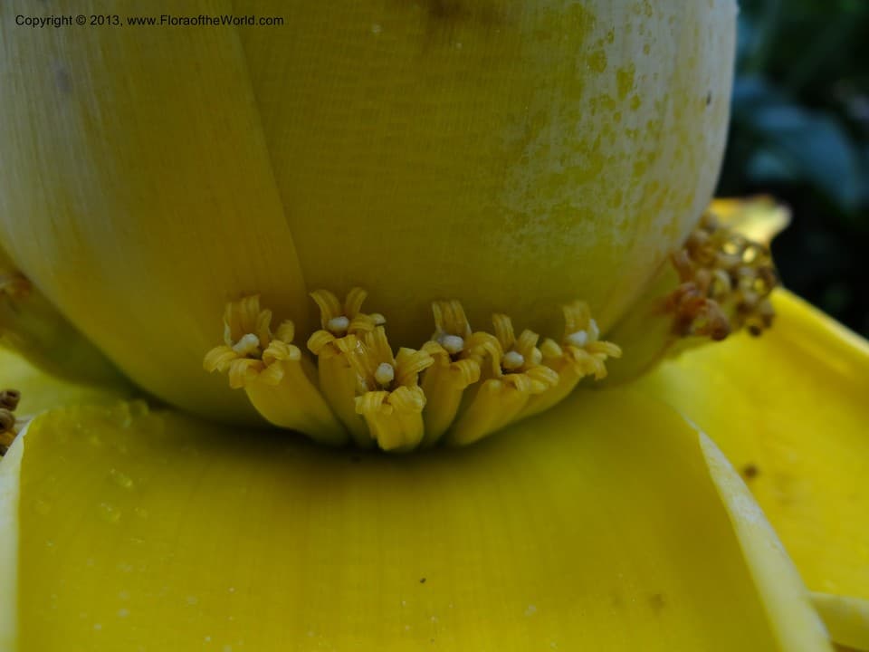 Musella lasiocarpa (Franch.) C.Y.Wu ex H.W.Li